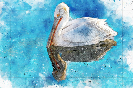 Crested pelican or Crested Cutan is a very large water bird species from the pelicans family. Watercolor artistic work.の写真素材