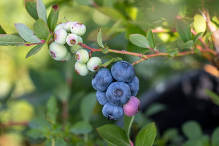 Blueberry farm with bunch of ripe fruits on tree during harvest season in Izmir, Turkey. Blueberry picking history.の写真素材