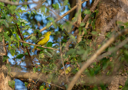 Aegithina Tiphia ; The common iora is a small passerine bird, some designated subspecies, found in the tropical Indian subcontinent and Southeast Asia.の写真素材