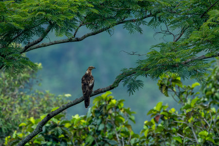 The Crested Beehawk is a juvenile species from the Sparrowhawk family. Eagles are a diurnal bird, like kites and wild birds. Despite its name, it is related to hawks, not hawks.の写真素材