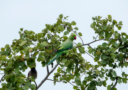 The green parrot or ring-necked parakeet (Psittacula krameri) is a species of bird belonging to the...