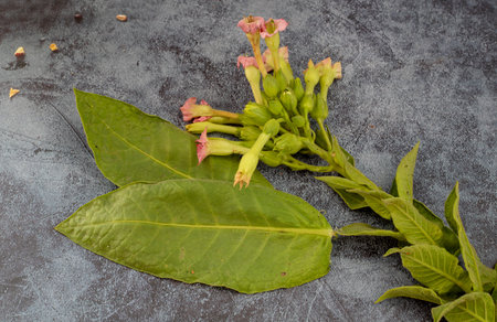 fresh tobacco leaves and flowers close-up; fine details and very high resolution for backgrounds.の写真素材