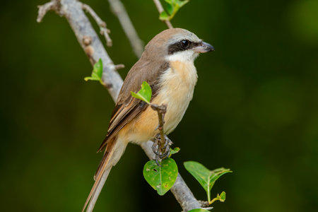 The brown shrike is a bird in the shrike family found primarily in Asia. It is closely related to the red-backed shrike and the isabelline shrike.の写真素材