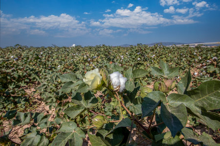White cotton and its flowers in the field, white clouds in the sky in the background.の写真素材