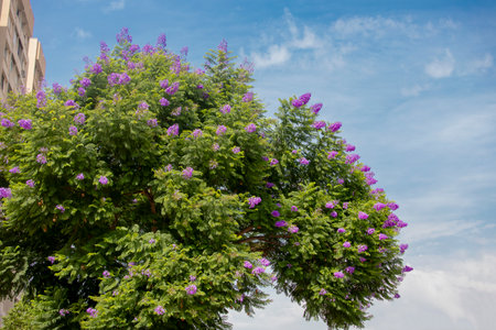 Jacaranda tree is a very popular tree species with its delicious scent, flashy colors and elegant...