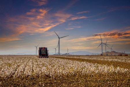 Cotton field at sunset, in the last light of the dayの写真素材