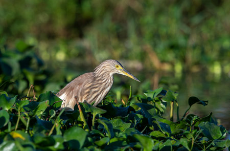 Ardeola grayii is a bird species from the heron family. It breeds in southern Iran, eastern India, Myanmar, Bangladesh and Sri Lanka.の写真素材