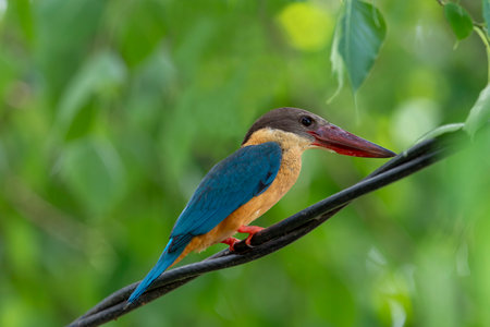 The stork-billed kingfisher is a common but sparsely distributed tree kingfisher in the tropical Indian subcontinent and Southeast Asia, from India to Indonesia.の写真素材