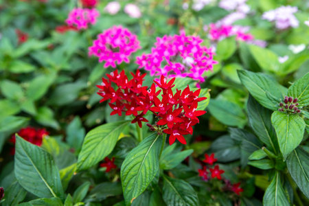 Pentas lanceolata, commonly known as the Egyptian star cluster, is a species of flowering plant in the madder family Rubiaceae, native to Yemen as well as most of Africa.の写真素材