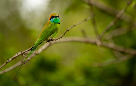The blue-tailed bee-eater (Merops philippinus) is a near passerine bird in the bee-eater family...