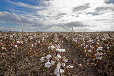 Cotton fields ready for harvest in Izmir - Menemen plainの写真素材