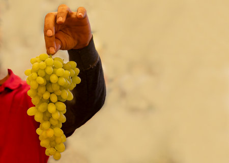 Grapes on the market stall. Man holding bunch of grapes.の写真素材