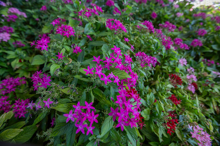 Pentas lanceolata, commonly known as the Egyptian star cluster, is a species of flowering plant in the madder family Rubiaceae, native to Yemen as well as most of Africa.の写真素材