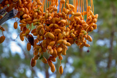Ripping fruits on trees of date palms. Date palms have an important place in advanced desert agriculture of the Middle Eastの写真素材