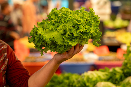 Fresh lettuce in the hands of the seller at the marketの写真素材