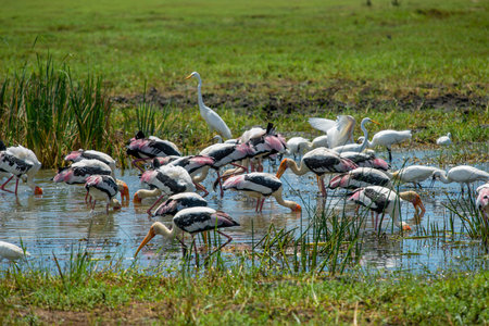 The greater adjutant is a member of the stork family, Ciconiidae. Its genus includes the lesser adjutant of Asia and the marabou stork of Africa.の写真素材