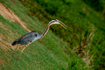 The purple heron is a bird species belonging to the heron family. This is a big bird.の写真素材