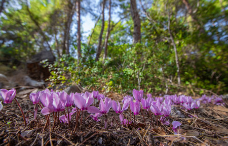 Beautiful pink Cyclamen flowers, Cyclamen hederifolium or Cyclamen neapolitanum flower, growing naturally in nature, in the ancient city of Phaselis âの写真素材