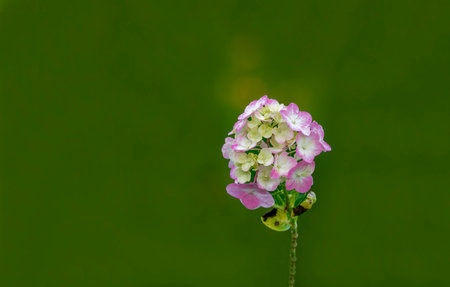 (Hydrangea macrophylla) It has white, lilac, pink and blue flowers, its homeland is Japan, its...