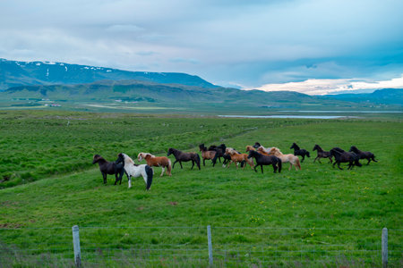 Group of Icelandic wild horses grazing on green pasture in Icelandの写真素材