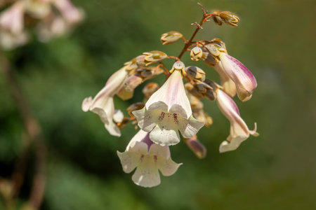 Paulownia kawakamii tree blooms in the park during spring season.の写真素材