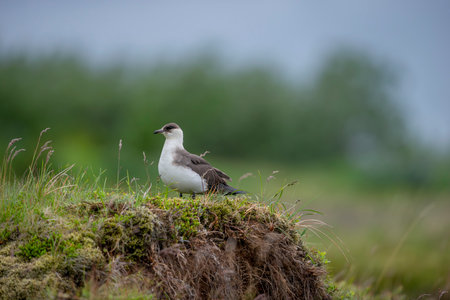 Arctic seagull.Seabird Arctic Skua, Stercorarius parasiticus, Bird in nature environment. Arctic wildlife in nature.の写真素材
