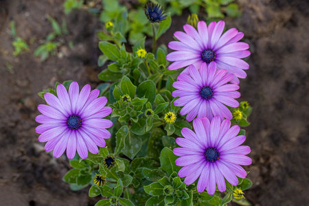 Basement daisy - Dimorphotheca ecklonis is a plant species from the daisy family grown as an...