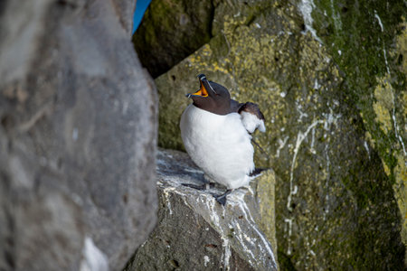 Alca grandson. Black-and-white seabird with a thick and blunt bill. Breeds in colonies on rocky islands; winters on the ocean.の写真素材