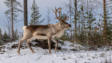 Mountain reindeer, also called Norwegian reindeer, common reindeer or mountain reindeer, are a subspecies of medium to large reindeer native to the western Scandinavian Peninsula, particularly Norway.の写真素材