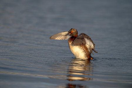 Eared grebe (Podiceps auritus) in natural habitat in Iceland.
