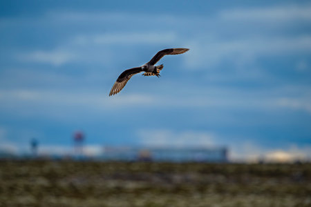 Seabird Arctic Skua, Stercorarius parasiticus, Bird in nature environment. Arctic wildlife in...