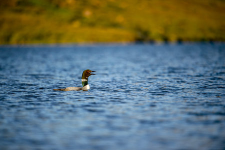 Black-throated loon, Ice diver, arctic loon or black-throated loon (Gavia arctica) swims in a lake...