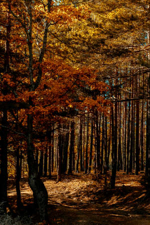Walk in the forest in autumn.の写真素材