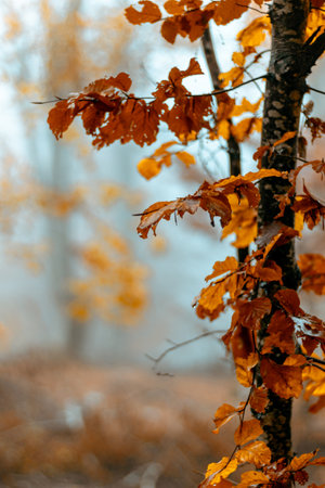 Dry leaves and wet tree.の写真素材