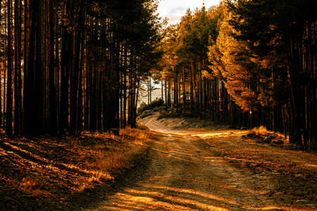 Forest road captured in the late afternoon golden hour.の写真素材