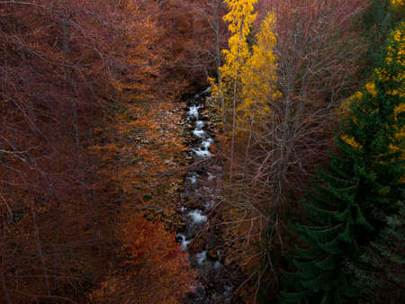 Woodland from a drone view.の写真素材