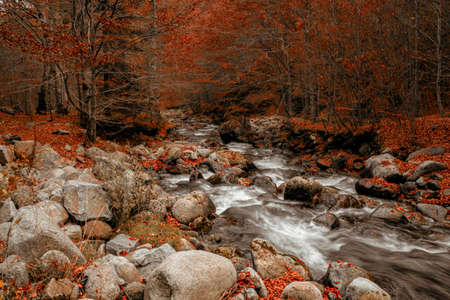 Deep in the woodland capturing long exposure photos.の写真素材