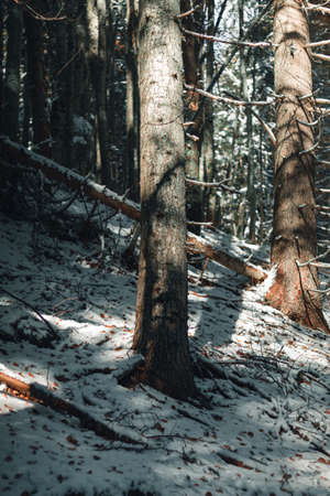 Deep in the forest.の写真素材