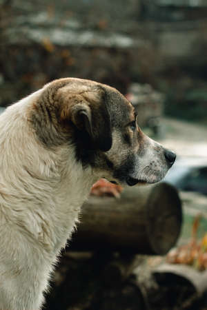 Homeless dog looking for a friend.