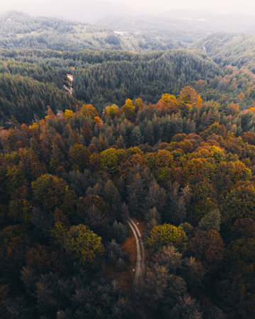 Aerial view of autumn forest with colorful trees and road in Bulgaria.