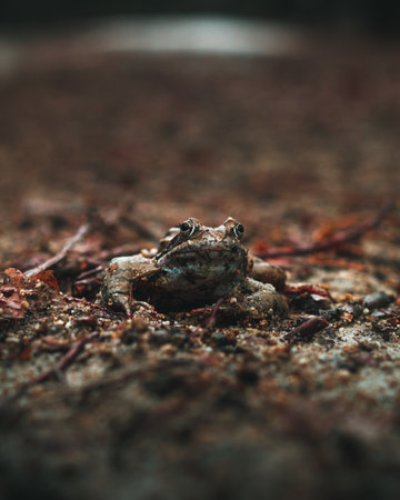 Frog on the ground in the forest. Selective focus.の写真素材