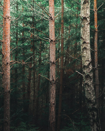Pine trees in the dark forest. Dark moody forest.