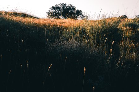 Silhouette of tall grass field at sunset. Vintage tone.の写真素材