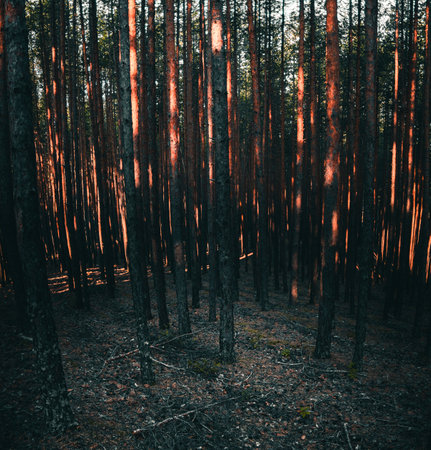 Sunset in the woods with tree trunks and rays of lightの写真素材
