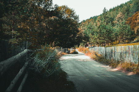 Autumn landscape with road and colorful forest - retro, vintage style lookの写真素材