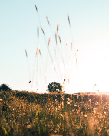 Sunset on a meadow in the summer. Toning.の写真素材