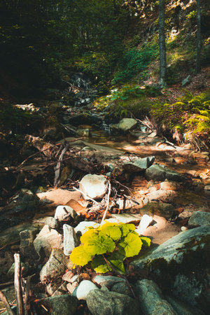 Mountain stream in the forest. Beautiful nature landscape with rocks and treesの写真素材