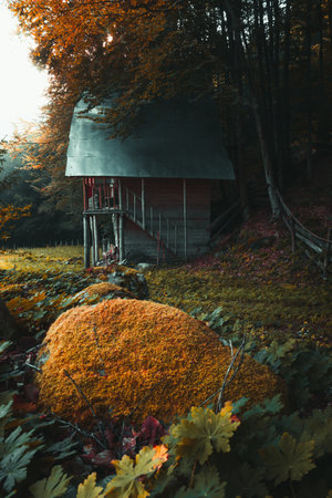 Autumn landscape in the forest with a wooden house and fallen leavesの写真素材