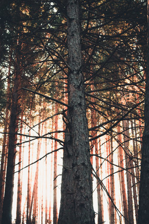 Trees in the forest at sunset. Beautiful natural background. Vintage style.の写真素材