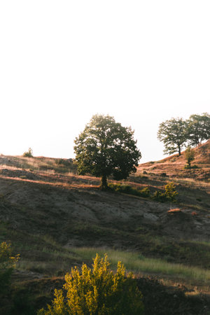 A lonely tree on a hillside in the rays of the setting sun.の写真素材